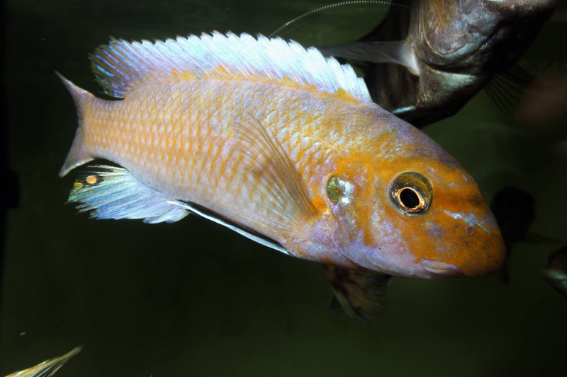 Labeotropheus trewavasae 'Ndumbi Point'
